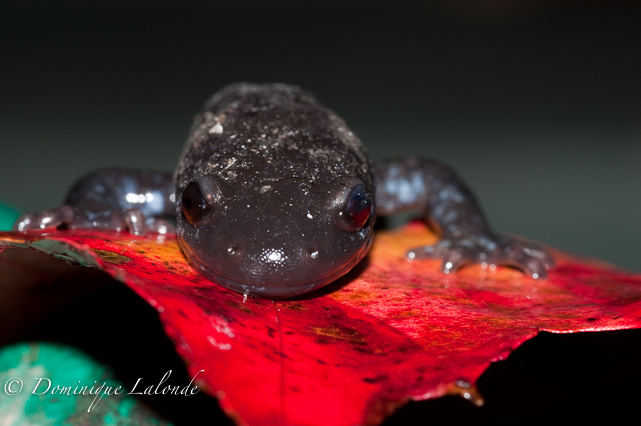 Salamandre à points bleus / Blue-spotted Salamander / Ambystoma laterale