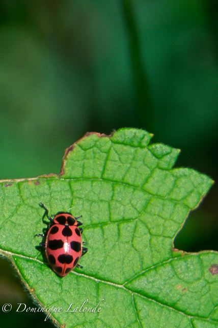 Coccinelle maculée / Spotted Lady beetle / Coleomegilla maculata